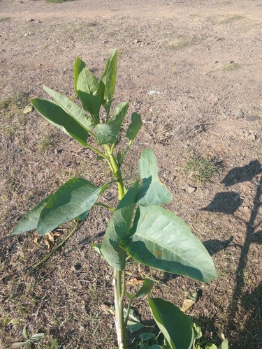 tree tobacco