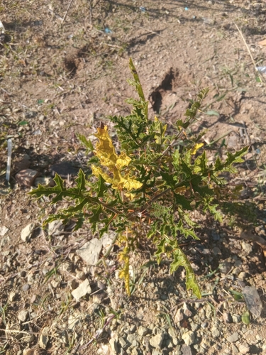 Red Buffalo-bur