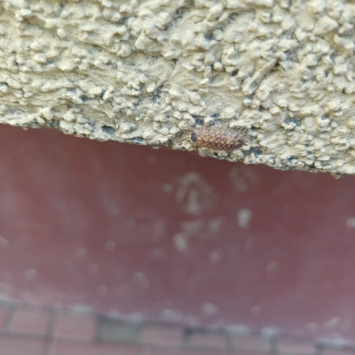 Brickwork Woodlouse