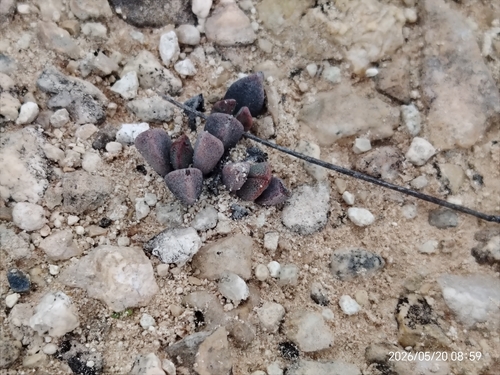 Prepodesma orpenii, photograph 5