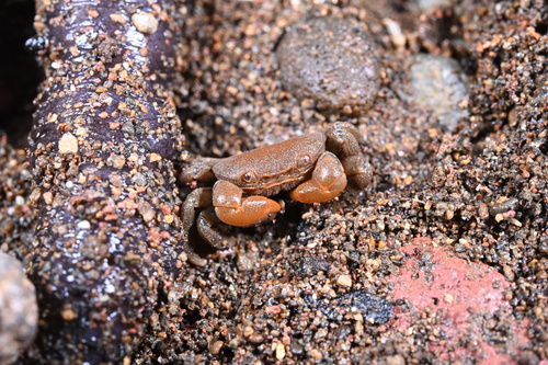 Acmaeopleura parvula observed 2026-05-20