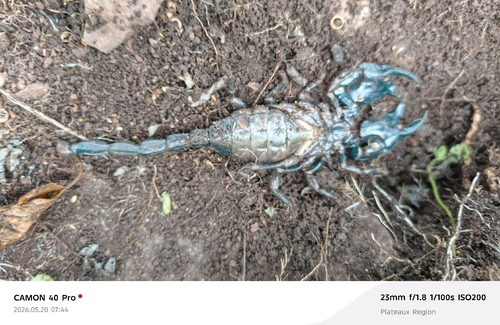 Common Emperor Scorpion
