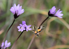 Proserpinus clarkiae
