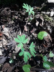 Corydalis intermedia