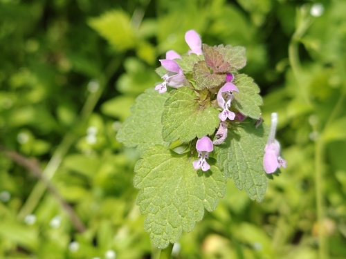 Наблюдение на iNaturalist