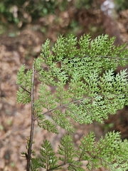 Davallia perdurans, photograph (c) Yu-Chang Chen, some rights reserved (CC BY)