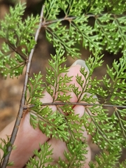 Davallia perdurans, photograph (c) Yu-Chang Chen, some rights reserved (CC BY)