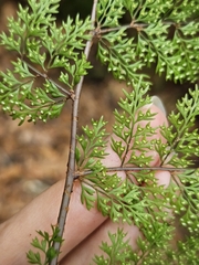 Davallia perdurans, photograph (c) Yu-Chang Chen, some rights reserved (CC BY)