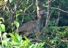 Ortalis squamata