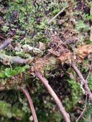 Davallia perdurans, photograph (c) Yu-Chang Chen, some rights reserved (CC BY)
