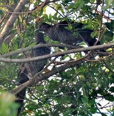 Ortalis squamata