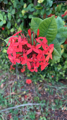Ixora coccinea