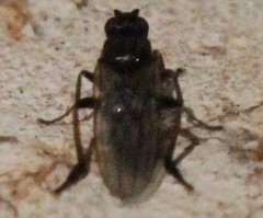 Sphaeroceroidea