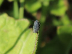 Athysanini
