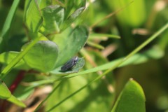 Athysanini