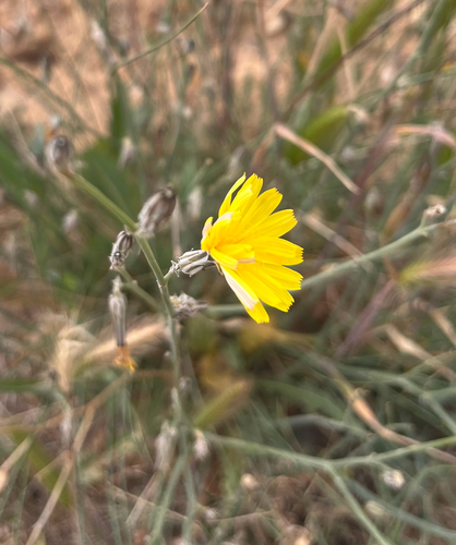 Launaea nudicaulis
