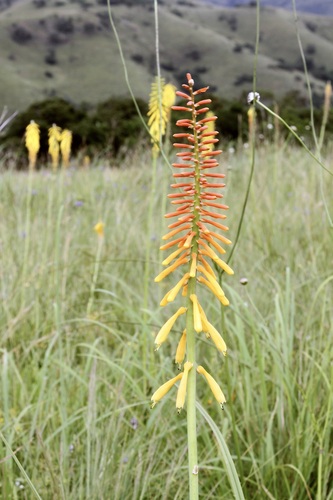 Kniphofia laxiflora