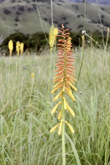 Kniphofia laxiflora