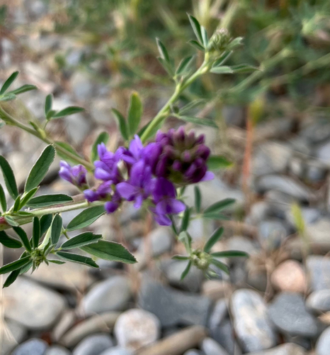 Alfalfa
