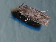 Acrolophus arcanella