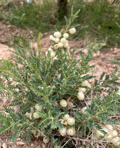 Astragalus armatus