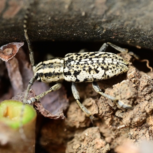 Pterolophia mimica
