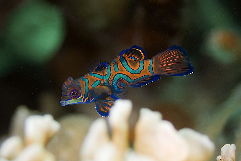 Synchiropus splendidus - Poisson mandarin cachemire M-L - Aquaplante