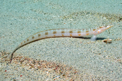 Trichonotus setiger observed 2026-05-20