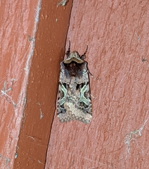 Cerastis enigmatica