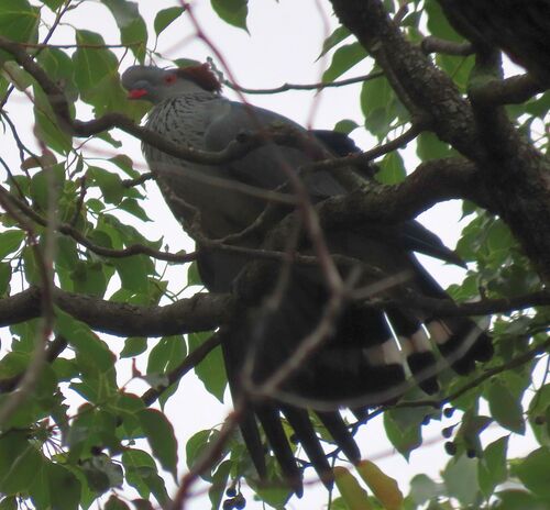 Topknot Pigeon (Lopholaimus antarcticus), photo 3