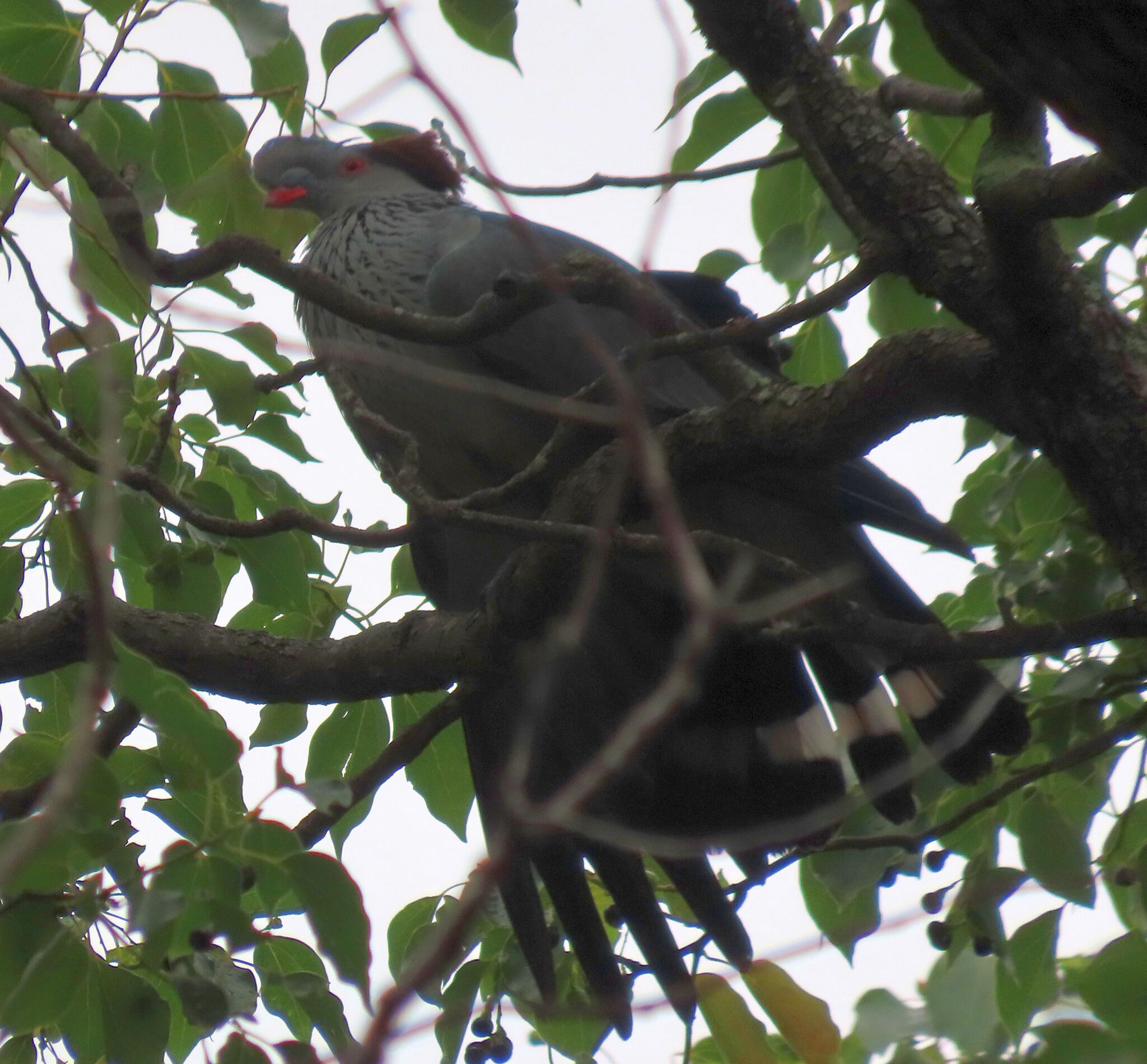 Topknot Pigeon (Lopholaimus antarcticus), photo 6
