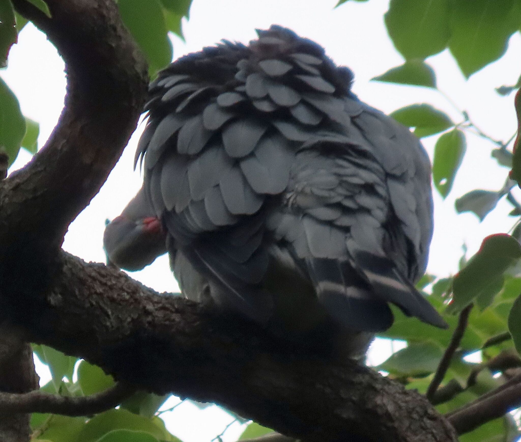 Topknot Pigeon (Lopholaimus antarcticus), photo 7
