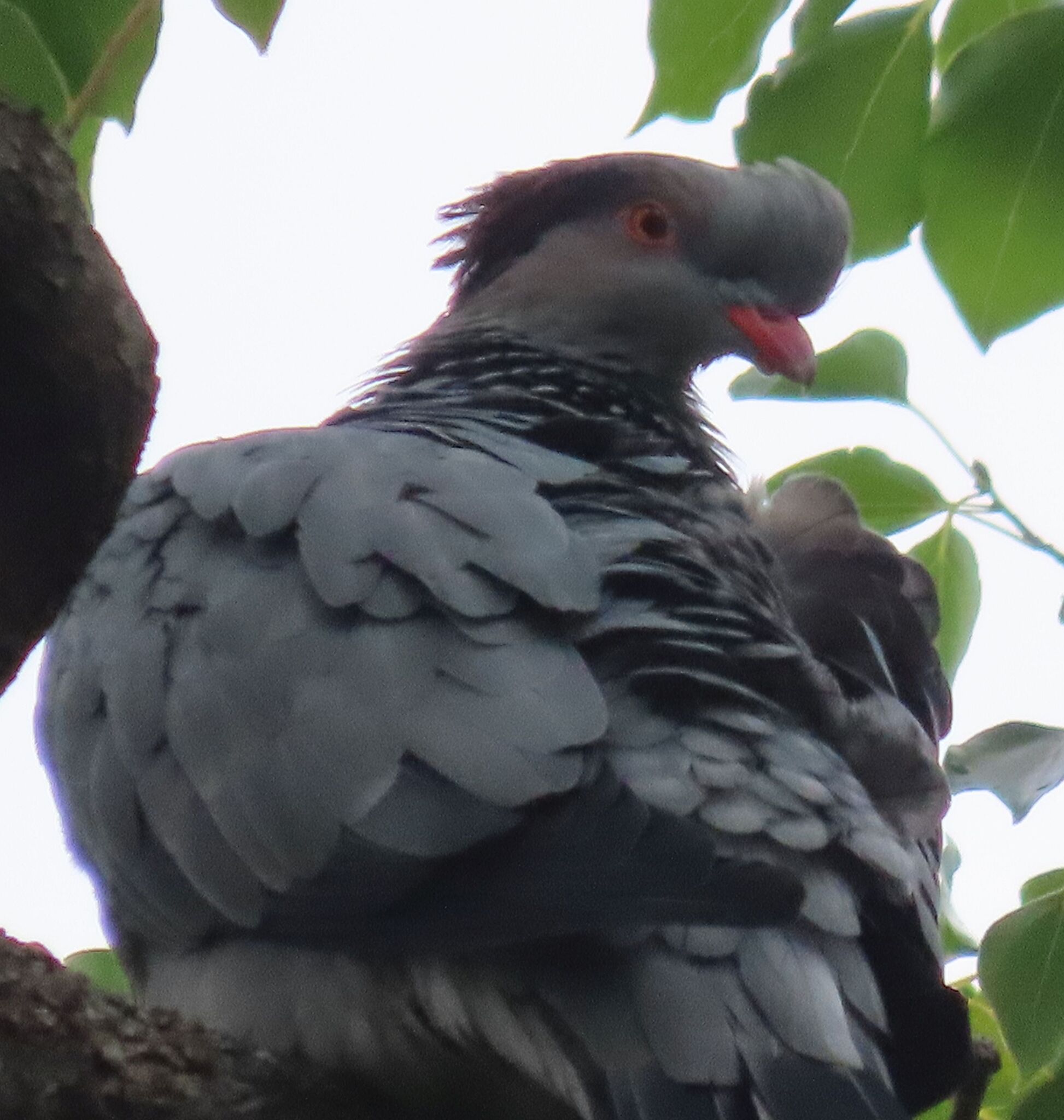 Topknot Pigeon (Lopholaimus antarcticus), photo 8