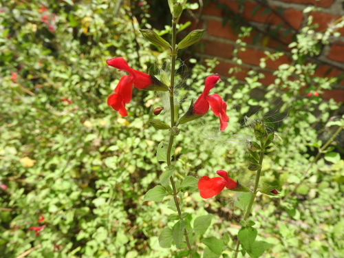Salvia microphylla