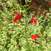 Salvia microphylla — photo 3