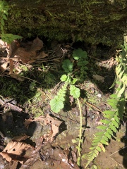 Geum macrophyllum macrophyllum