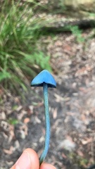 Entoloma virescens