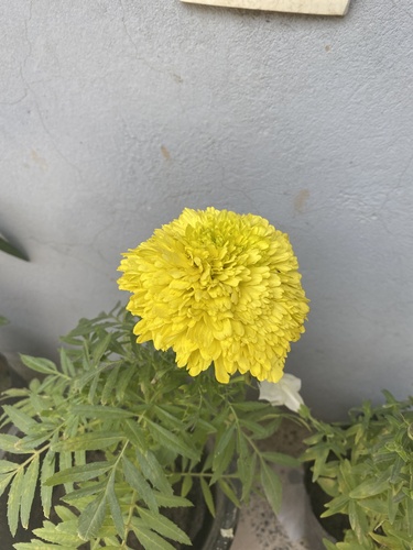 Mexican Marigold