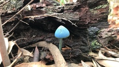 Entoloma virescens