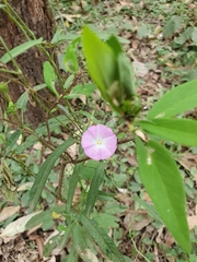 Convolvulus erubescens