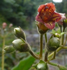 Rhytidophyllum auriculatum