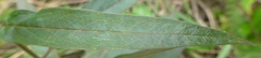 Asclepias nivea