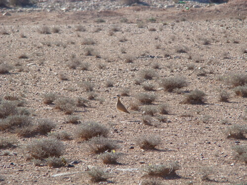 Cream-coloured Courser