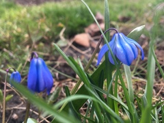 Scilla siberica