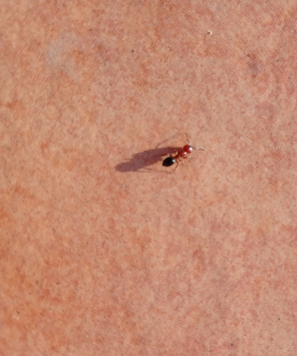 Camponotus lateralis