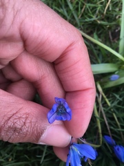 Scilla siberica