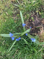 Scilla siberica