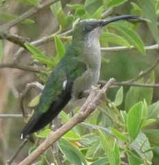 Anthracothorax dominicus
