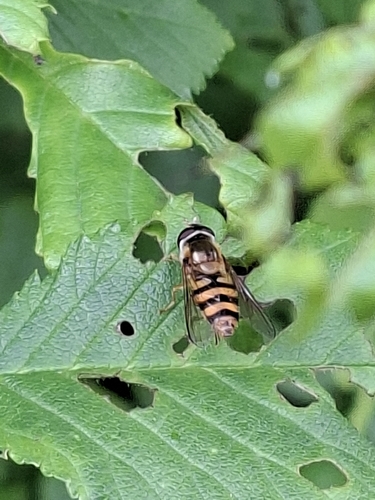 Straight-banded Smoothtail, 1851 AA Heiloo, Nederland, photo 8 of 10