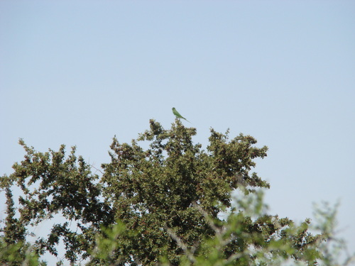 Blue-cheeked Bee-eater